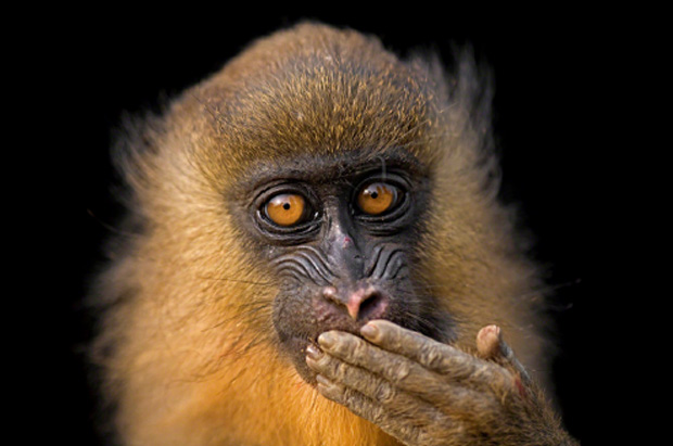National-Geographic-at-Annenberg