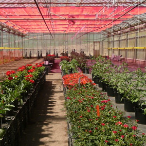 With the new WSPV solar technology developed at UCSC, it would take only 4 percent of U.S. agricultural land to supply the amount of energy used annually in this country.