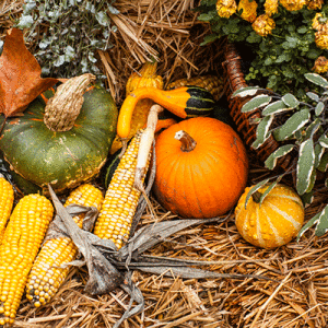 Harvest Festival