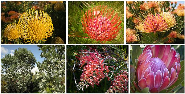 First Saturday Arboretum & Botanic Garden Tours at UCSC Arboretum Wednesday, December 31st 1969