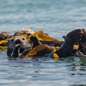 New UCSC Study Gives Otter Props - SantaCruz.com