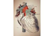 G Medical CPR logo
