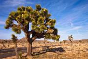 Joshua Tree National Park Jeep Adventure logo