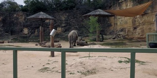 Free Lucky the Elephant from the San Antonio Zoo Protest at San Antonio Zoo Wednesday, December 31st 1969