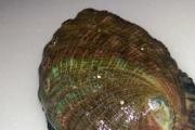 American Abalone Farms