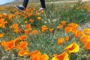 Antelope Valley California Poppy Preserve logo