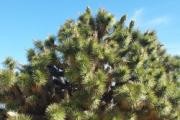 Black Rock Canyon Ranger Station logo